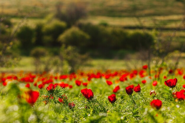 Foto fondo con flores de paeony peonía roja