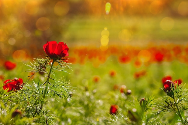 Fondo con flores de paeony peonía roja