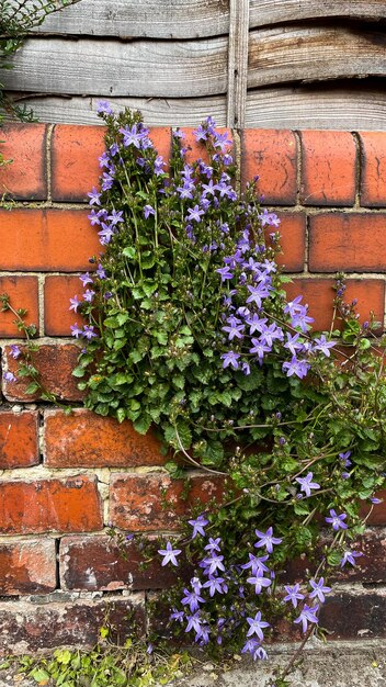 Fondo de flores de pared de ladrillo