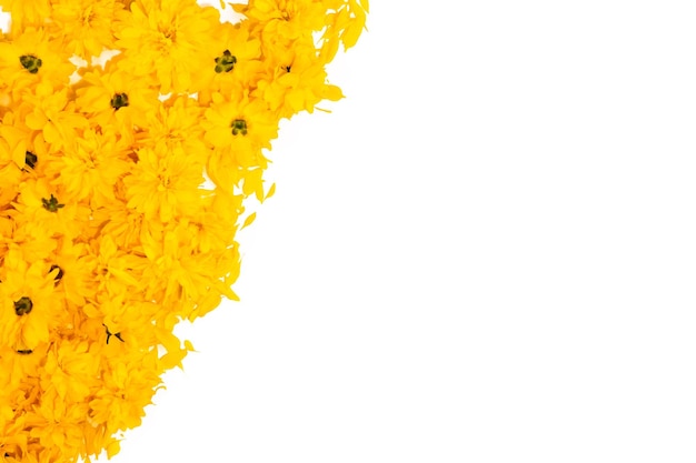 Fondo de flores Patrón de marco y borde de flores amarillas brillantes sobre fondo blanco Vista superior espacio de copia tarjeta floral patrón floral para telas Flores amarillas florecientes de verano y primavera