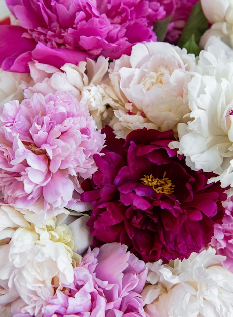 Fondo de flores de peonía