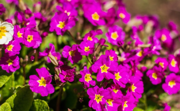 Fondo de flores de phlox rosa