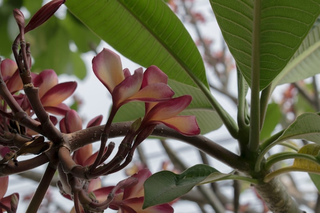 fondo de flores de plumeria