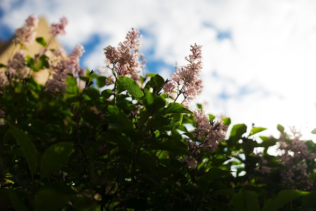 Fondo de flores de primavera bokeh hd