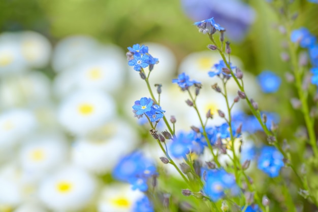 Fondo de flores de primavera con margaritas