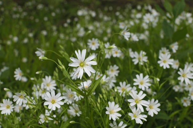 Fondo de flores de primavera silvestres blancas