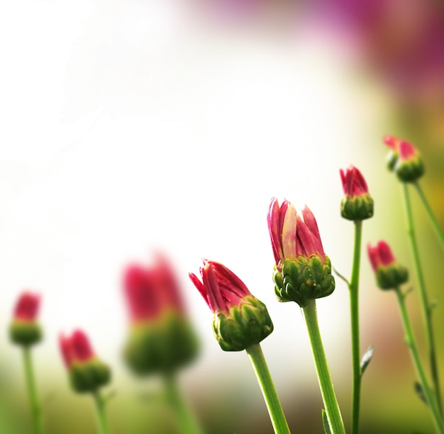 Fondo de flores de primavera