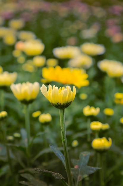 Fondo de flores de primavera