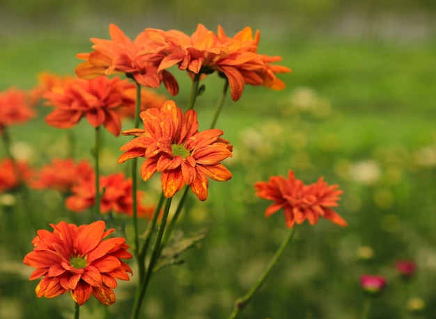 Fondo de flores de primavera