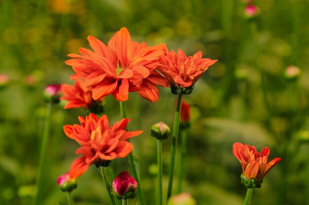 Fondo de flores de primavera