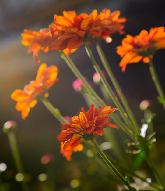 Fondo de flores de primavera