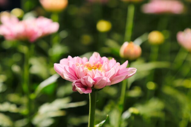 Fondo de flores de primavera