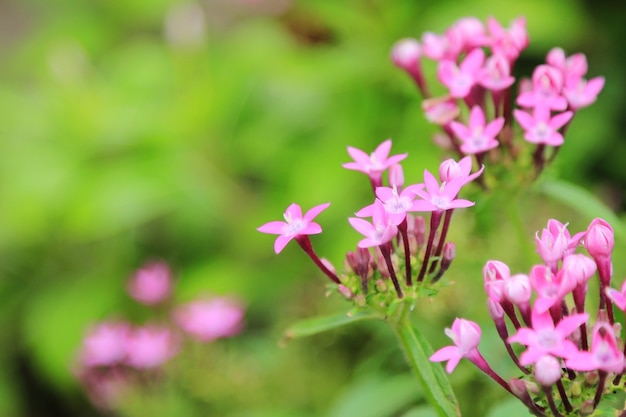 Fondo de flores de primavera