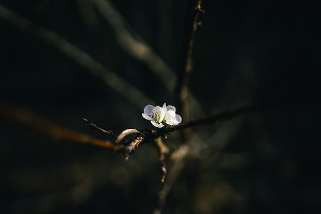 Fondo de flores de primavera