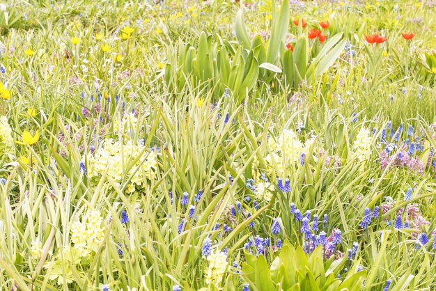 Fondo de flores de primavera