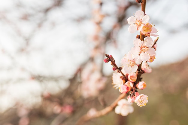 Fondo de flores de primavera