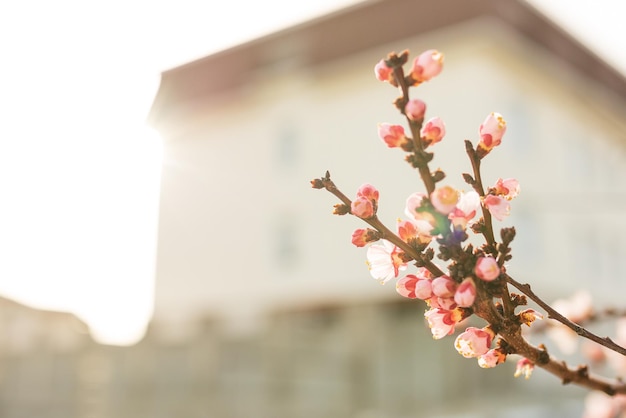 Fondo de flores de primavera