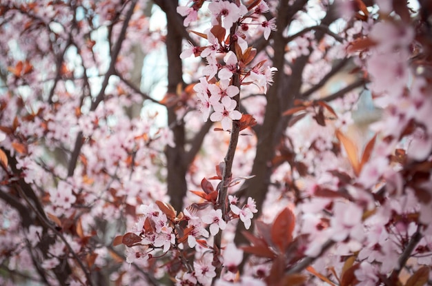 Fondo de flores de primavera