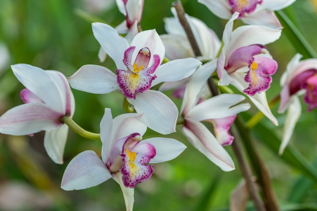 Fondo de flores de primer plano