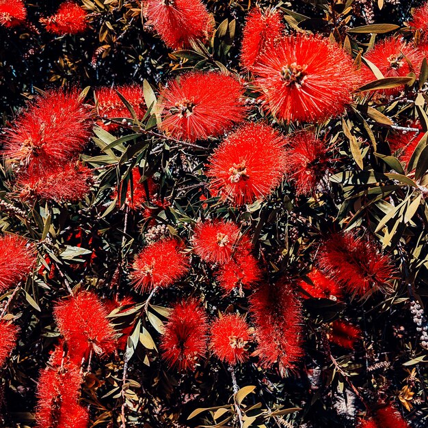 Fondo de flores rojas tropicales. Concepto de amante de las plantas