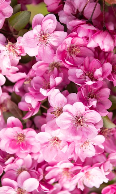 Fondo de flores rosadas del floreciente árbol de sakura en primavera