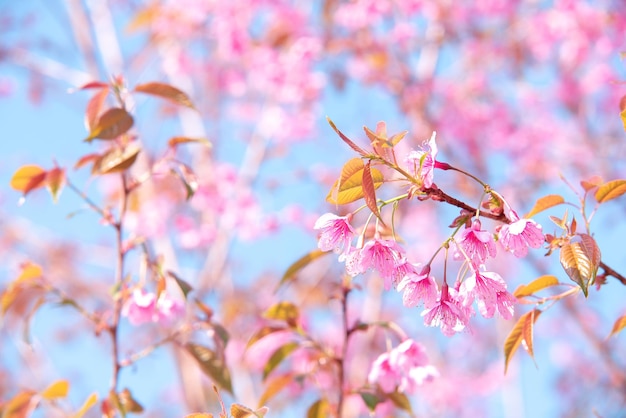 Fondo de flores rosadas de flores de cerezo de enfoque suave