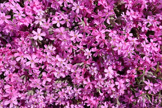 Fondo de flores rosadas phlox en primavera