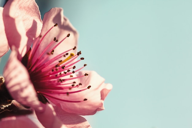 Foto un fondo de flores rosadas de primavera