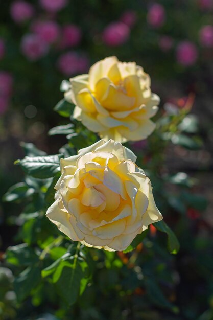 Fondo de flores rosas amarillas