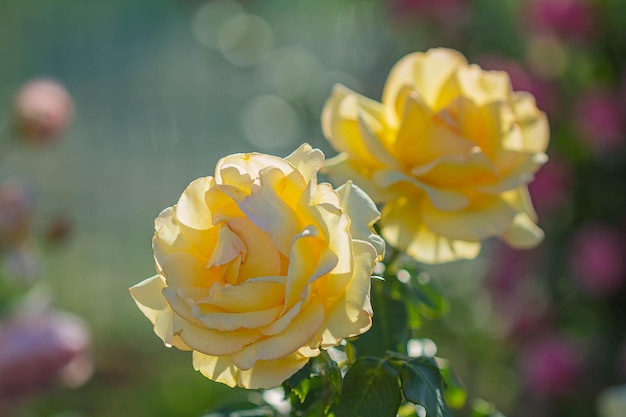 Fondo de flores rosas amarillas