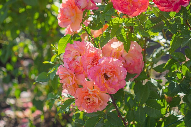 Fondo de flores rosas rosadas