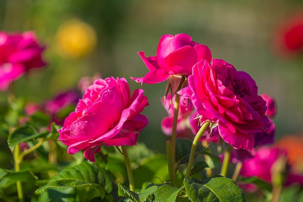 Fondo de flores rosas rosadas