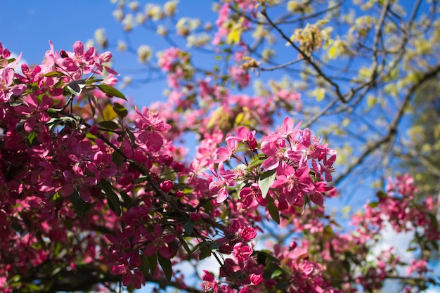 Fondo de flores. Sakura en flor rosa contra el cielo azul. De cerca.