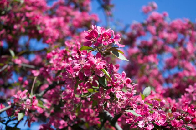 Fondo de flores. Sakura en flor rosa contra el cielo azul. De cerca.