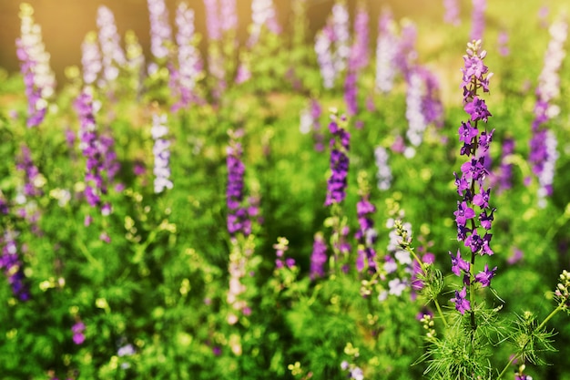 Fondo de flores silvestres al atardecer en verano