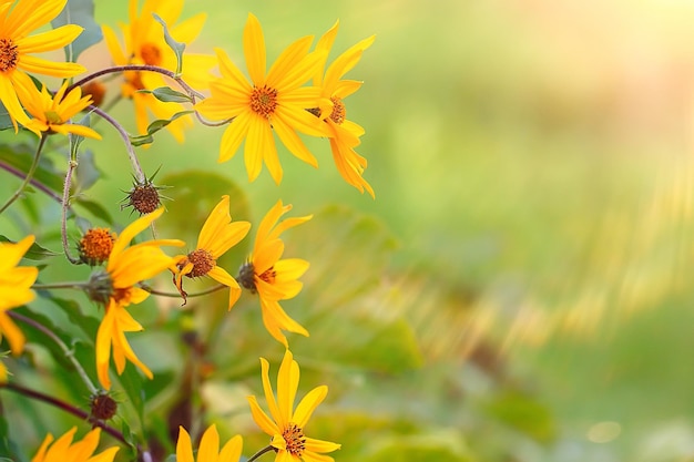 Fondo de flores tiernas de primavera / hermosa imagen de ramas en flor