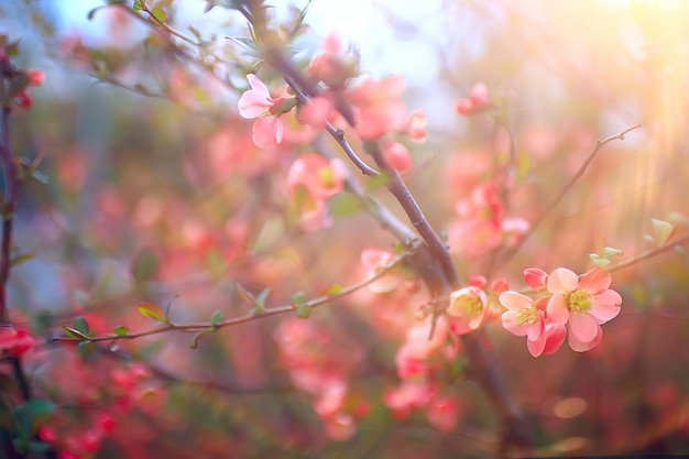 Fondo de flores tiernas de primavera / hermosa imagen de ramas en flor