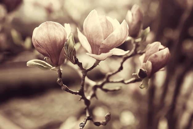 Fondo de flores tiernas de primavera / hermosa imagen de ramas en flor