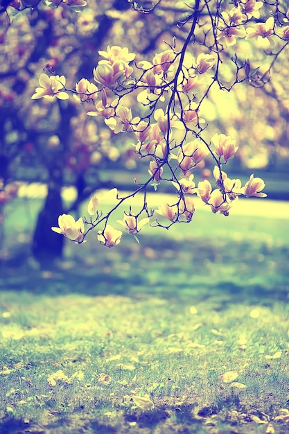 Fondo de flores tiernas de primavera / hermosa imagen de ramas en flor