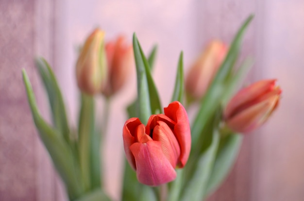 Fondo de flores de tulipán colorido