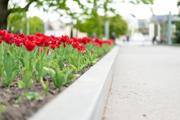 Fondo de flores de tulipán rojo flores de temporada de primavera al aire libre
