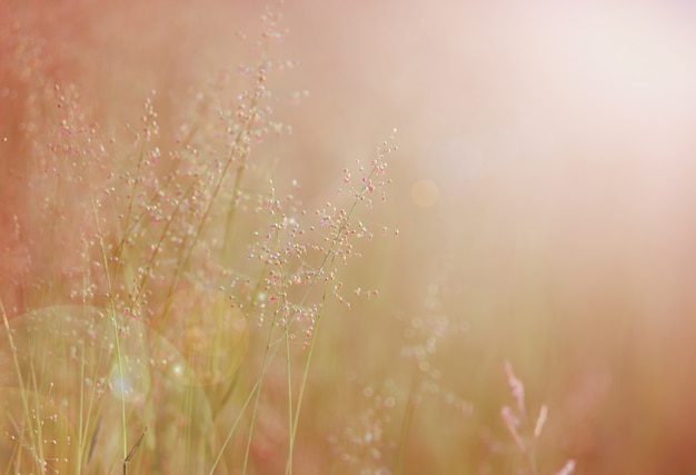 Fondo con flores de verano, campo de flores.