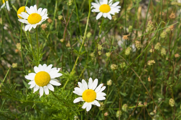 Fondo de flores de verano. Manzanilla blanca en pasto verde. De cerca.