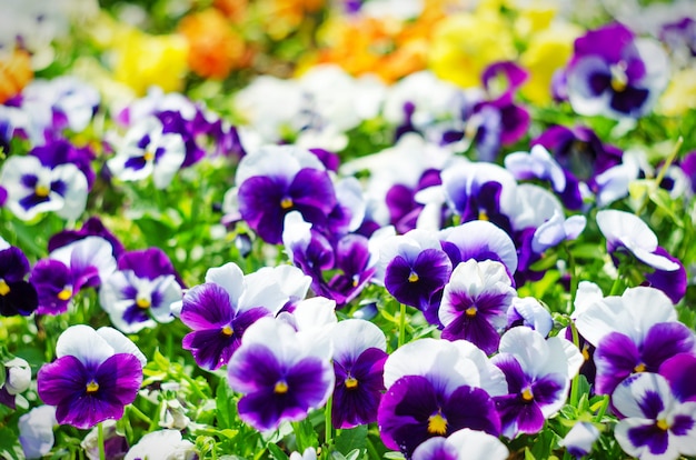 Fondo de flores de verano, pradera de pensamientos vivos (violas), enfoque selectivo, profundidad de campo