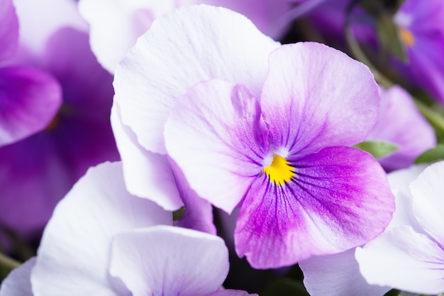 Fondo de flores violetas