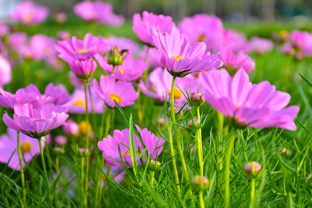 Fondo de flores