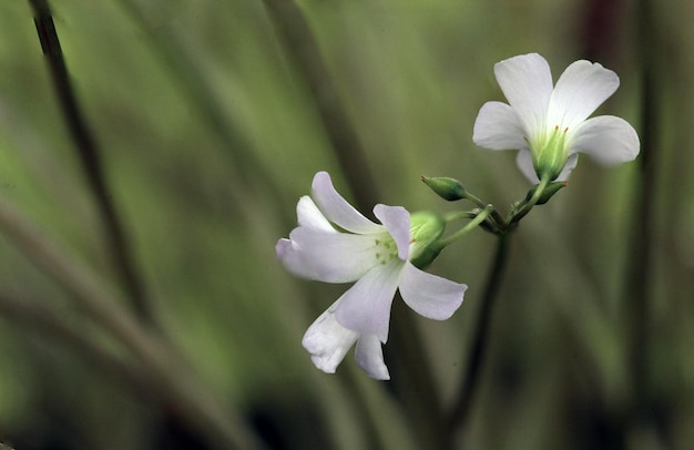 Fondo de flores