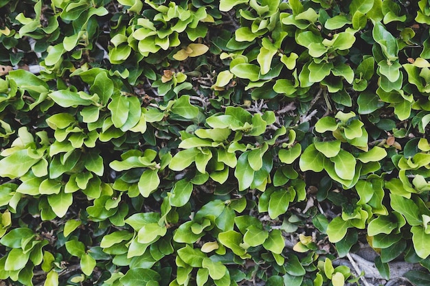 Fondo de follaje de hojas pequeñas verdes en la pared en estilo vintage