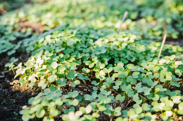 Fondo de follaje microverde Primer plano de microplantas de mostaza verde en el jardín Superalimento vegano y saludable Deficiencia de vitamina primaveral