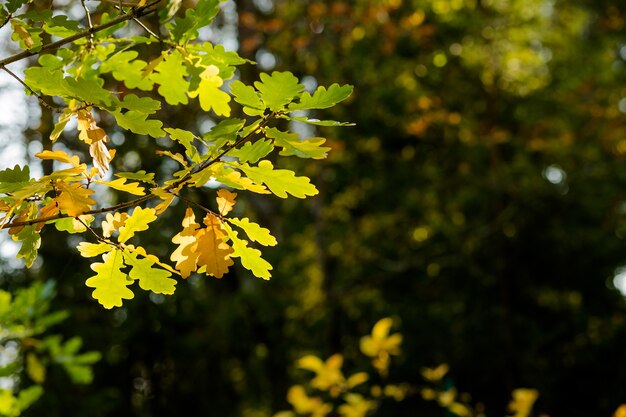 Fondo de follaje de otoño. Hojas de colores en un día soleado, escena del parque. Rama de árbol de roble verde y amarillo Hojas de roble dorado de los árboles en el colorido fondo del parque de otoño, clima soleado